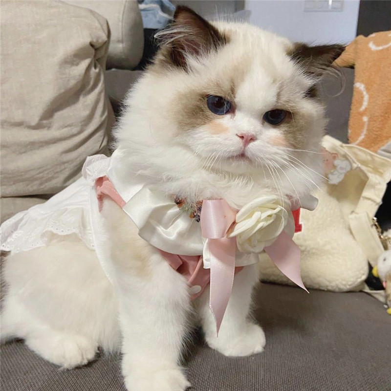 Frumoasă pisică guler bandană papion pisoi camelie floare câine pisică eșarfă cățeluș bandană pisici colier eșarfă pisici bavete accesorii pisici