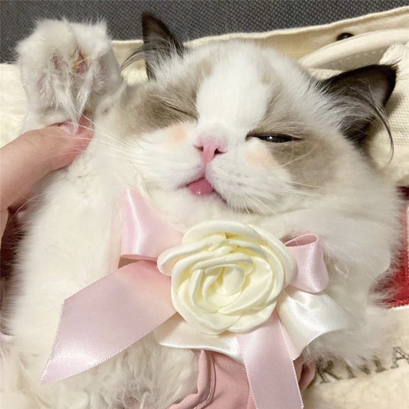 Frumoasă pisică guler bandană papion pisoi camelie floare câine pisică eșarfă cățeluș bandană pisici colier eșarfă pisici bavete accesorii pisici
