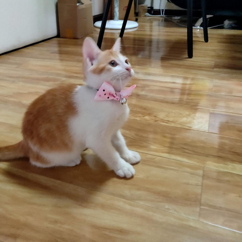 Αξεσουάρ γάτας Φιόγκος με λουράκι με παπιγιόν για γάτα για παπιγιόν με καμπάνα για γάτα για μικρόσωμο σκύλο για κουτάβια κατοικίδια προϊόντα περιποίησης