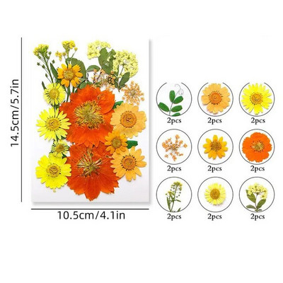 100/200 DB szárított virágok Brazília kis csillag virága barkácsolás kézműves epoxigyanta gyertya köröm epoxigyanta kitöltés ékszerkészítés