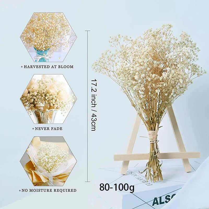 Dabiski, svaigi žāvēti konservēti ziedi Gypsophila Paniculata mūžīgās elpas pušķi Valentīna dienas dāvanu kāzu mājas dekors