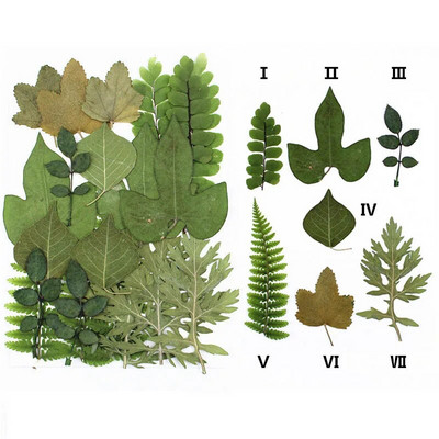 Novo 2023., 1 vrećica suhog cvijeća, prešanog cvijeća, smole za punjenje kalupa, cvjetnog dekora za lice. Paket materijala za rukotvorine od smole.