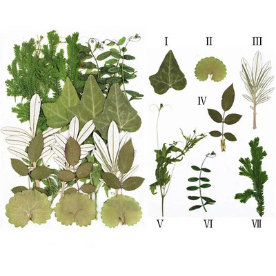 Novo 2023., 1 vrećica suhog cvijeća, prešanog cvijeća, smole za punjenje kalupa, cvjetnog dekora za lice. Paket materijala za rukotvorine od smole.