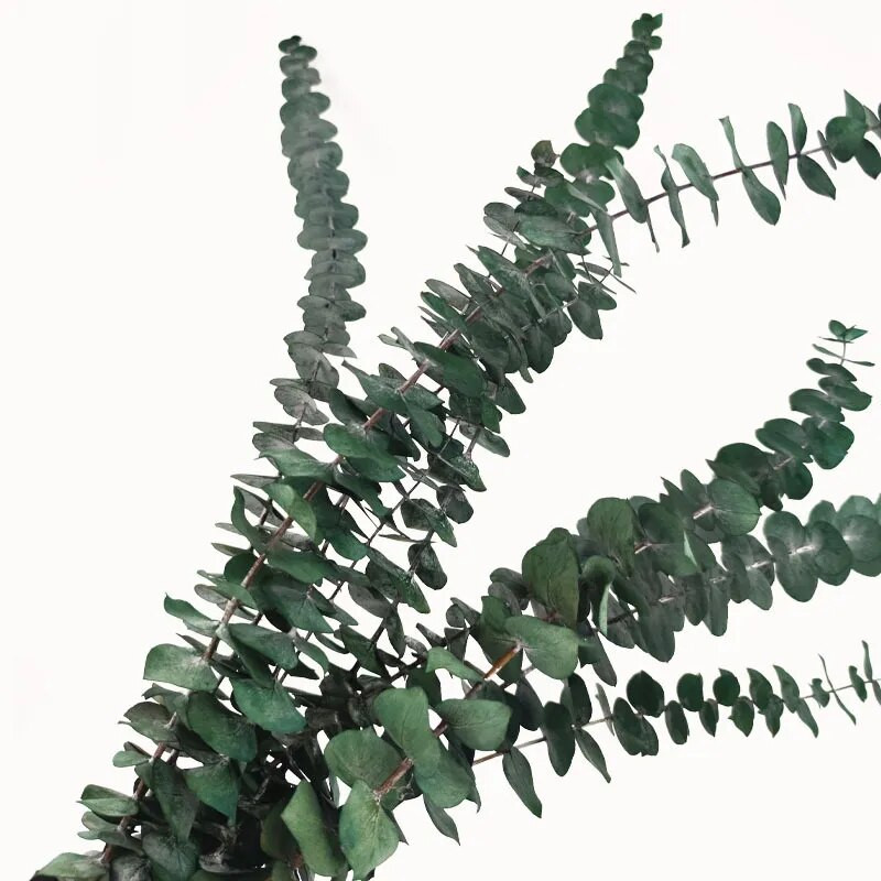 Očuvano lišće plavog eukaliptusa Prirodni osušeni cvjetni aranžman eukaliptusa Dekoracija doma Bračni buket Uradi sam epoksi smola