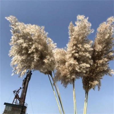 Pampas Grass Decor Boho Home Decor Buket Prirodno pahuljasto osušeno cvijeće za vjenčanje Cvjetni aranžmani Zid Seoska kuća Stol Dec
