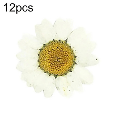 Epoksīda sveķi 12 gab. Dabiski augi Presēti Presēti Žāvēti Margrietiņas Sausie Ziedi Nagu māksla Tālruņa dekorēšana Amatniecības izgatavošana DIY aksesuāri