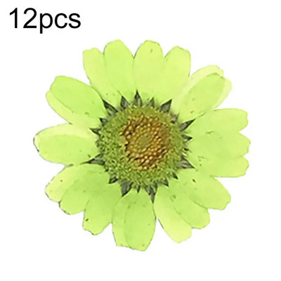 Epoksīda sveķi 12 gab. Dabiski augi Presēti Presēti Žāvēti Margrietiņas Sausie Ziedi Nagu māksla Tālruņa dekorēšana Amatniecības izgatavošana DIY aksesuāri