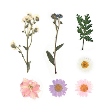1 τσάντα αποξηραμένα λουλούδια Πρεσαριστά λουλούδια Αυτοκόλλητα για θήκη τηλεφώνου DIY Εποξειδική ρητίνη Γέμισμα Κρεμαστό κόσμημα Κατασκευή Χειροτεχνίας Νυχιών Διακόσμηση