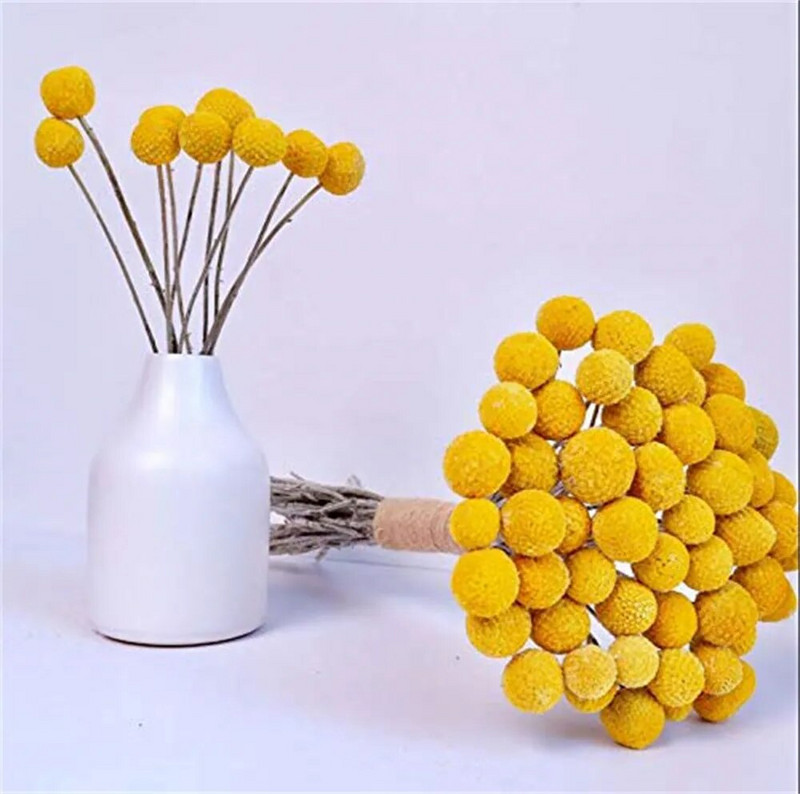 Buket kuglica od prirodnog Craspedia osušenog cvijeća, žutih dugmadi, pravi suhi biljni aranžmani, ukrasi za kućnu radinost, vjenčanje
