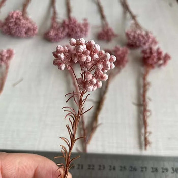 8~15CM/12PCS Φυσικό Αποξηραμένο Διατηρημένο Λουλούδι Κεχρί, Ξηρά μικροσκοπικά λουλούδια Ozothamnus Diosmifolius DIY για προμήθειες κατασκευής κεριών, ρητίνη