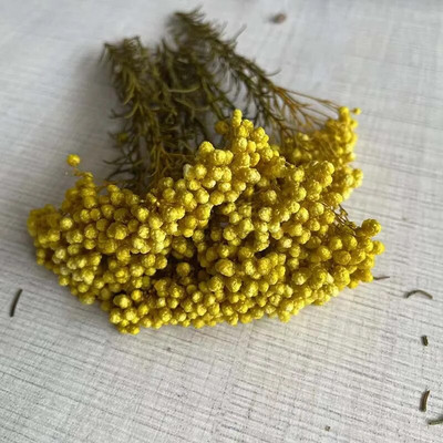 8 ~ 15 cm/12 DB természetes szárított, tartósított kölesvirág, száraz apró Ozothamnus Diosmifolius virágok barkácsolás gyertyakészítési kellékekhez, gyanta