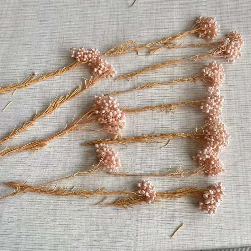 8 ~ 15 cm/12 DB természetes szárított, tartósított kölesvirág, száraz apró Ozothamnus Diosmifolius virágok barkácsolás gyertyakészítési kellékekhez, gyanta