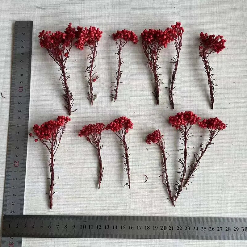 8 ~ 15 cm/12 DB természetes szárított, tartósított kölesvirág, száraz apró Ozothamnus Diosmifolius virágok barkácsolás gyertyakészítési kellékekhez, gyanta