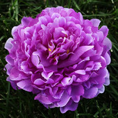 3Pcs/lot 18cm Extra veliki otvoreni božuri cvjetne glave svileno umjetno cvijeće cvjetni ukrasi za jesen Dekoracije za zabavu deco mariage