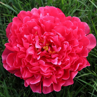 3Pcs/lot 18cm Extra veliki otvoreni božuri cvjetne glave svileno umjetno cvijeće cvjetni ukrasi za jesen Dekoracije za zabavu deco mariage