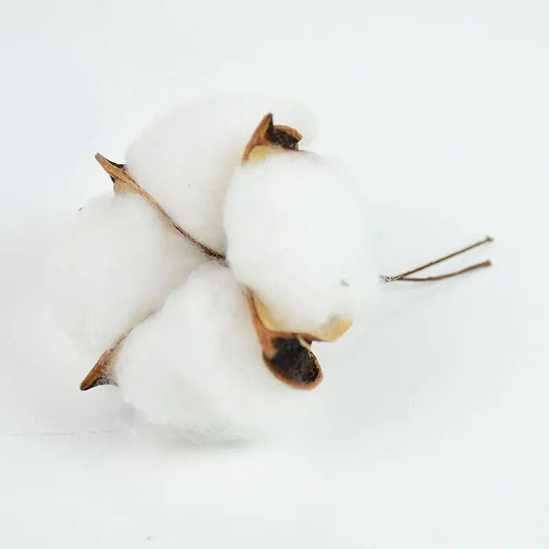 5/10 kom 4 glave prirodno osušene pamučne cvjetne glave cvjećarske potrepštine svadbene zabave kućni ukrasni DIY obrtnički vijenac Poklon spomenar