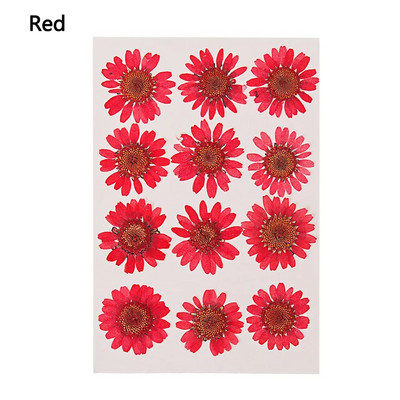 12Gb/Somiņa Presēti margrietiņas kaltēti ziedi Krāsains sveķu mākslas kulons DIY Amatniecība grima rotaslietu izgatavošanai 15*10CM mājas dekorēšanai