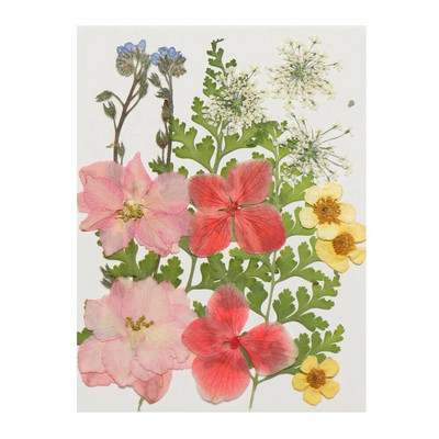 12Gb/Somiņa Presēti margrietiņas kaltēti ziedi Krāsains sveķu mākslas kulons DIY Amatniecība grima rotaslietu izgatavošanai 15*10CM mājas dekorēšanai