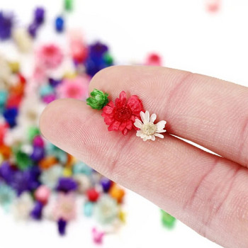 100/200 τμχ Μίνι αποξηραμένα λουλούδια Φυσική κεφαλή μικρού λουλουδιού κατασκευής εποξειδικής ρητίνης πλήρωσης χειροτεχνίας τεχνητού λουλουδιού Προμήθειες DIY
