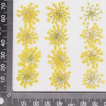 60 τμχ Πιεσμένο αποξηραμένο 20-25 mm Ammi Majus Flowers Plant Herbarium For Jewelry Καρτ ποστάλ Προσκλητήριο Θήκη τηλεφώνου Σελιδοδείκτης DIY