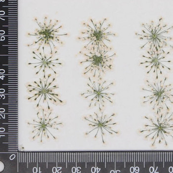 60 τμχ Πιεσμένο αποξηραμένο 20-25 mm Ammi Majus Flowers Plant Herbarium For Jewelry Καρτ ποστάλ Προσκλητήριο Θήκη τηλεφώνου Σελιδοδείκτης DIY