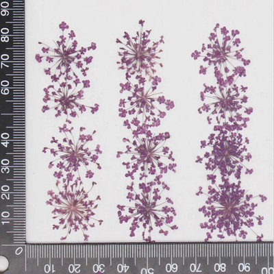 60 kom prešano osušeno cvijeće 20-25 mm Ammi Majus Biljni herbarij za nakit Razglednica Pozivnica Telefonska torbica Oznaka DIY