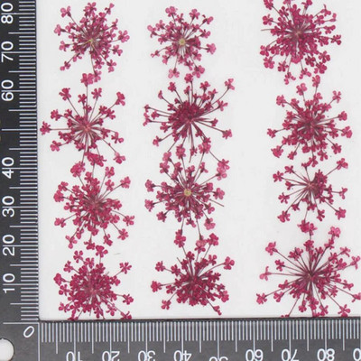 60 kom prešano osušeno cvijeće 20-25 mm Ammi Majus Biljni herbarij za nakit Razglednica Pozivnica Telefonska torbica Oznaka DIY