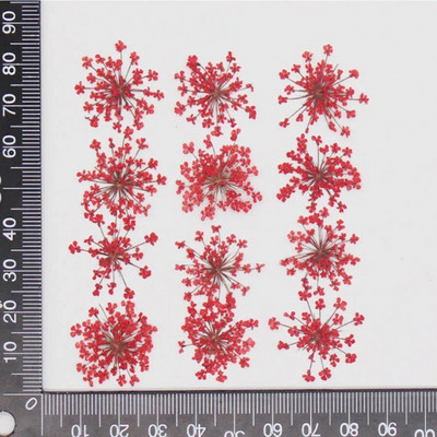 60 kom prešano osušeno cvijeće 20-25 mm Ammi Majus Biljni herbarij za nakit Razglednica Pozivnica Telefonska torbica Oznaka DIY