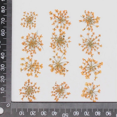 60 kom prešano osušeno cvijeće 20-25 mm Ammi Majus Biljni herbarij za nakit Razglednica Pozivnica Telefonska torbica Oznaka DIY