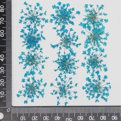 60 kom prešano osušeno cvijeće 20-25 mm Ammi Majus Biljni herbarij za nakit Razglednica Pozivnica Telefonska torbica Oznaka DIY
