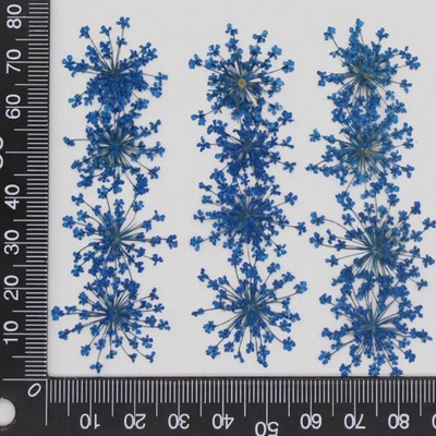 60 kom prešano osušeno cvijeće 20-25 mm Ammi Majus Biljni herbarij za nakit Razglednica Pozivnica Telefonska torbica Oznaka DIY