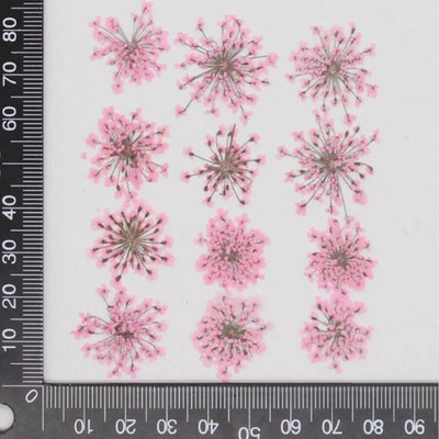 60 kom prešano osušeno cvijeće 20-25 mm Ammi Majus Biljni herbarij za nakit Razglednica Pozivnica Telefonska torbica Oznaka DIY