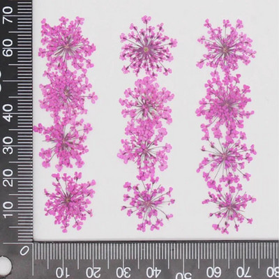 60 kom prešano osušeno cvijeće 20-25 mm Ammi Majus Biljni herbarij za nakit Razglednica Pozivnica Telefonska torbica Oznaka DIY