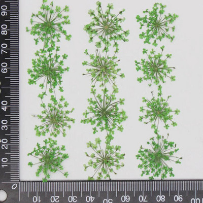 60 kom prešano osušeno cvijeće 20-25 mm Ammi Majus Biljni herbarij za nakit Razglednica Pozivnica Telefonska torbica Oznaka DIY
