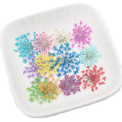 60 kom prešano osušeno cvijeće 20-25 mm Ammi Majus Biljni herbarij za nakit Razglednica Pozivnica Telefonska torbica Oznaka DIY