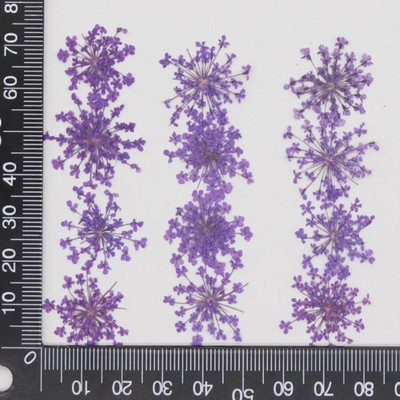 60 kom prešano osušeno cvijeće 20-25 mm Ammi Majus Biljni herbarij za nakit Razglednica Pozivnica Telefonska torbica Oznaka DIY