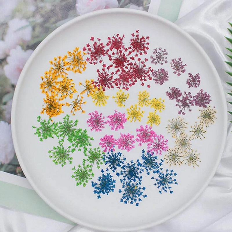 60 kom prešano osušeno cvijeće 20-25 mm Ammi Majus Biljni herbarij za nakit Razglednica Pozivnica Telefonska torbica Oznaka DIY