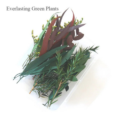 1 kutija Prirodne prave suhe biljke cvijeća Uradi sam Okvir od epoksidne smole Materijali za utiskivanje ventilatora Aromaterapija Izrada svijeća Dekoracija doma