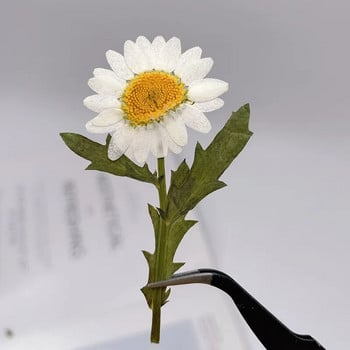 2~3CM*6~7CM Истински изсушени растения, пресовани цветя от бели маргаритки, малки естествени клони на Leucanthemum Paludosum, изработени сам бижута от смола
