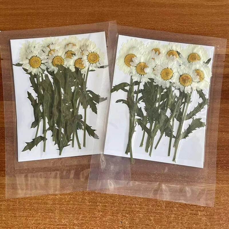 2 ~ 3 cm * 6 ~ 7 cm Valódi szárított növények, fehér százszorszép préselt virágok, apró természetes Leucanthemum Paludosum ágak, barkácsolt kézműves műgyanta ékszerek
