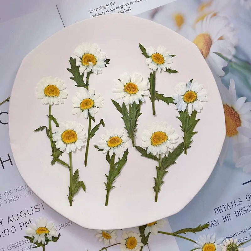2 ~ 3 cm * 6 ~ 7 cm Valódi szárított növények, fehér százszorszép préselt virágok, apró természetes Leucanthemum Paludosum ágak, barkácsolt kézműves műgyanta ékszerek