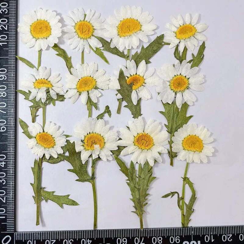 2 ~ 3 cm * 6 ~ 7 cm Valódi szárított növények, fehér százszorszép préselt virágok, apró természetes Leucanthemum Paludosum ágak, barkácsolt kézműves műgyanta ékszerek
