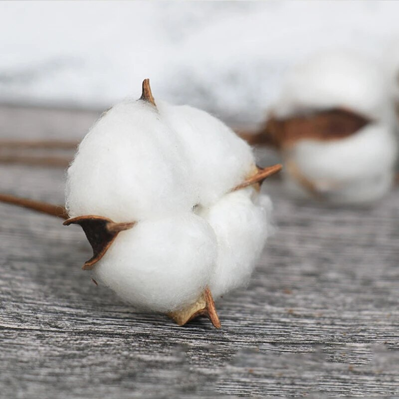 Prirodni osušeni cvijet pamuka Bijeli ukrasi za dom Umjetno cvijeće Grana vjenčanja Buket za djeveruše Dekor Lažno bijelo cvijeće