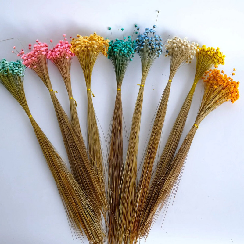 Kuivatatud lilled Mini Daisy Dekoratiivne Väike täht lillekimp Looduslikud taimed Lillede säilitamine pulmadeks Kodukaunistus 30/50 tk