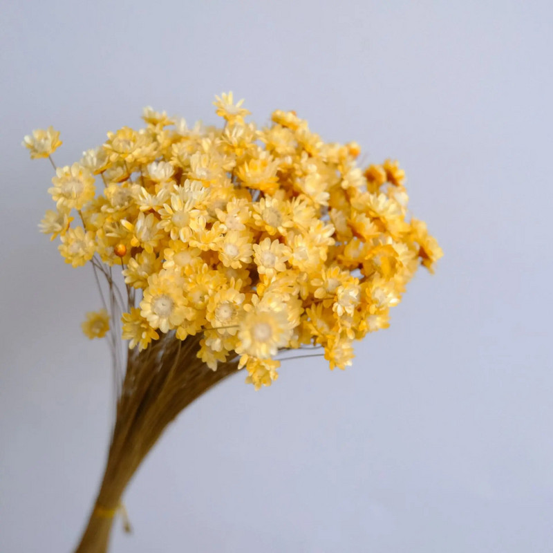 Kuivatatud lilled Mini Daisy Dekoratiivne Väike täht lillekimp Looduslikud taimed Lillede säilitamine pulmadeks Kodukaunistus 30/50 tk