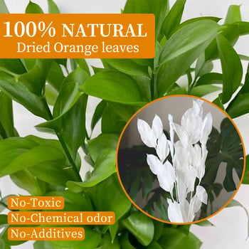 5 τμχ αποξηραμένο λευκό πορτοκάλι μανταρίνι Banyan φύλλα ιταλικού ρουσκού, φυσικό φυτό ευκάλυπτου για το σπίτι, μπουκέτο λουλούδια γάμου