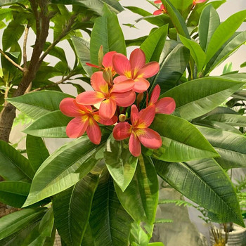 1PCS Изкуствени цветни клони на plumeria Фалшиви стъбла Естествени зелени листа Цветя За outsaid Направи си сам аксесоари