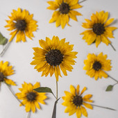 2 tk/5-6 cm lillepea, Ture Pressed mini päevalille oks, reljeefne taimne tilkliim mobiiltelefoni kest isetehtud järjehoidja kaardi materjal