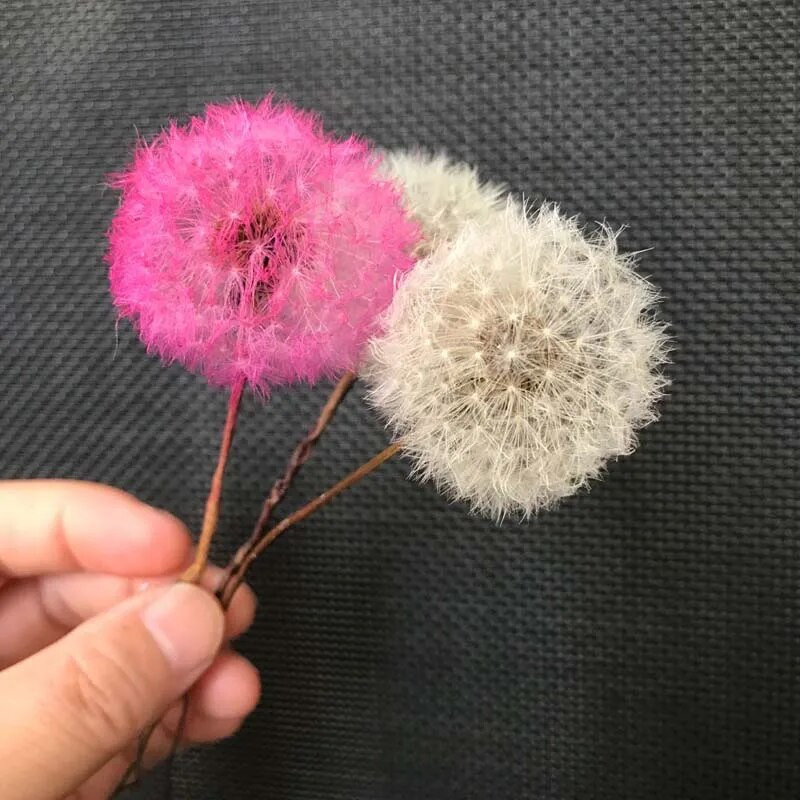 5PCS/3-4CM glavica pravih prirodnih osušenih cvjetnih glavica maslačka, konzerviranih cvjetova maslačka s mirisom, materijal besmrtnog cvijeta