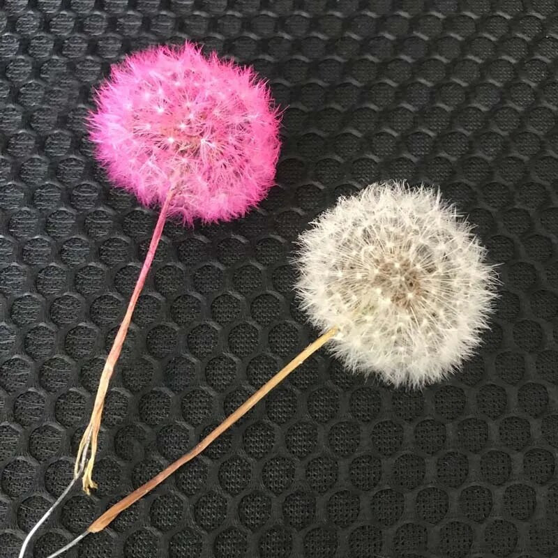 5PCS/3-4CM glavica pravih prirodnih osušenih cvjetnih glavica maslačka, konzerviranih cvjetova maslačka s mirisom, materijal besmrtnog cvijeta